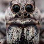 Самый большой тарантул: самый большой паук в мире, размеры гигантского тарантула