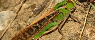 locusts