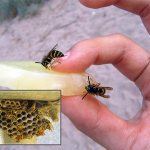 Сегодня существует довольно много различных средств, позволяющих избавиться от ос, и далее мы рассмотрим наиболее эффективные препараты и особенности их применения на практике...