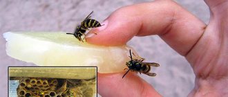 Today there are quite a few different means to get rid of wasps, and then we will look at the most effective drugs and the features of their use in practice...