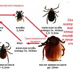 Сезон активности клещей в 2019 году. Когда начинается.