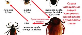 Сезон активности клещей в 2019 году. Когда начинается.