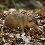 щелезуб фото