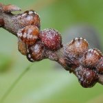 Щитовка на яблонях и других растениях: эффективные методы борьбы и профилактики