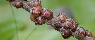 Щитовка на яблонях и других растениях: эффективные методы борьбы и профилактики