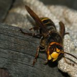 Common hornet