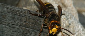 Common hornet