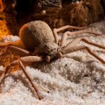 Шестиглазый песочный паук