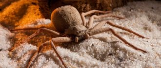 Six-eyed sand spider