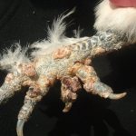 Симптомы кнемидокоптоза