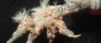 Symptoms of knemidocoptosis