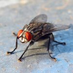 Синатропная муха