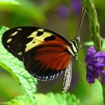 сколько пар ног у бабочек