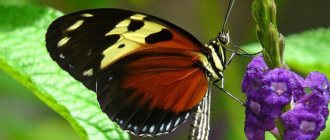 how many pairs of legs do butterflies have