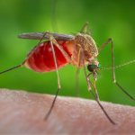 Сколько живет комар: в квартире, после укуса и без крови человека?