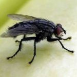 How long do houseflies live in an ordinary apartment? How long does a common fly live in nature and at home? 