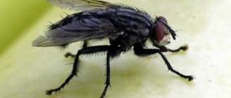 How long do houseflies live in an ordinary apartment? How long does a common fly live in nature and at home?