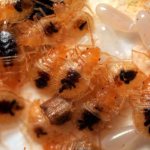 Слева вверху - пустые оболочки от яиц. Видно, насколько они меньше личинок 2-3 возраста.