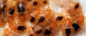 At the top left are empty egg shells. You can see how much smaller they are than larvae of 2-3 instars.