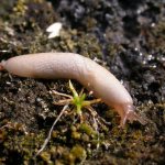 Слизни портят плоды овощных и ягодных культур