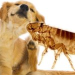 Собака чешется