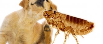 The dog is itching