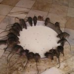 Содержание птиц в курятнике требует особых условий, в которых комфортно чувствуют себя и крысы