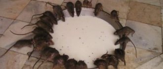 Содержание птиц в курятнике требует особых условий, в которых комфортно чувствуют себя и крысы