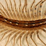 Centipede or flycatcher