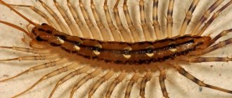 Centipede or flycatcher