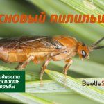 сосновый пильщик