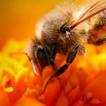 Composition of bee venom