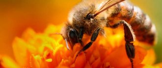 Composition of bee venom