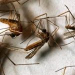 Tips and recommendations: how to get rid of mosquitoes in the basement of a private house