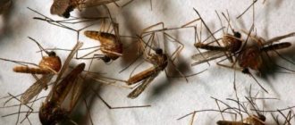 Tips and recommendations: how to get rid of mosquitoes in the basement of a private house
