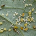Tips on how to get rid of aphids on cucumbers
