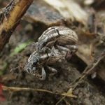 Спаривание жуков