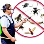 Ways to control domestic insects