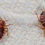 Способы избавления от мебельных клопов, полезные советы