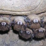 Sleeping bats