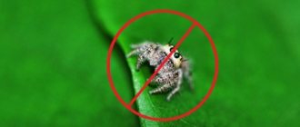 Spider repellents
