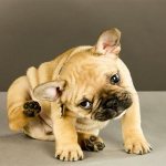 flea treatment for dogs