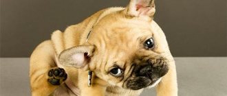 flea treatment for dogs
