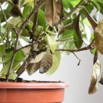 Средство от мокриц в квартире: перечень дезинфицирующих препаратов, особенности применения, эффективные народные методы