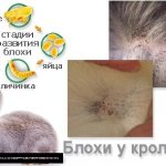 Стадии развития паразита