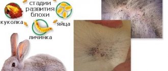 Стадии развития паразита
