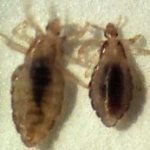 стадии развития