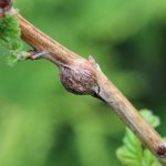 stem gall midge