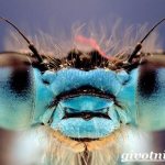 Стрекоза-насекомое-Образ-жизни-и-среда-обитания-стрекозы-6