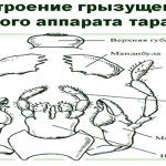 The structure of the gnawing mouthparts of a cockroach